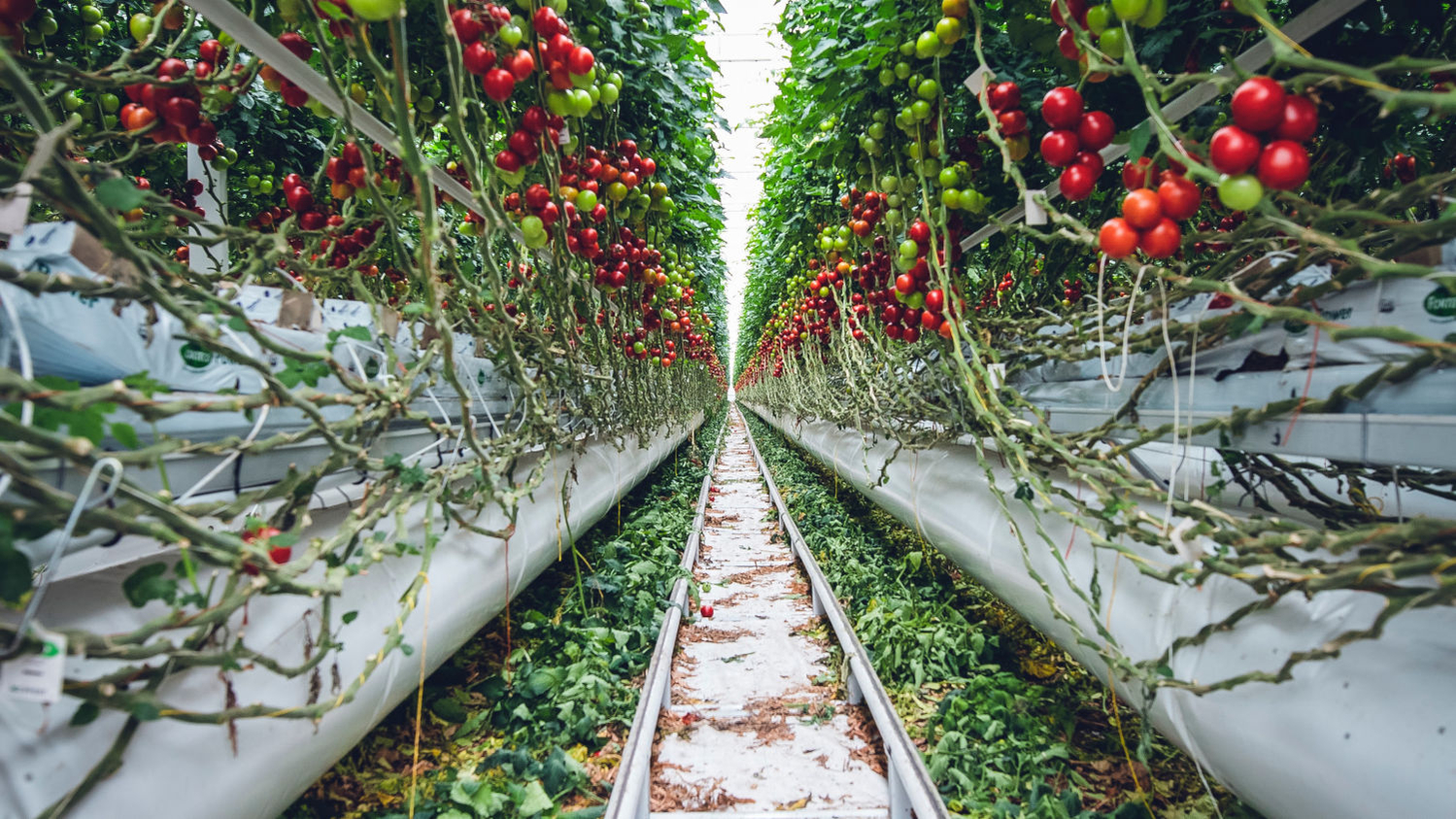 Carbon enrichment with decentralized biogas utilisation