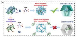GRaphical Abstract Modulating the Biofunctionality of Metal‐Organic Framework‐Encapsulated Enzymes through Controllable Embedding Patterns