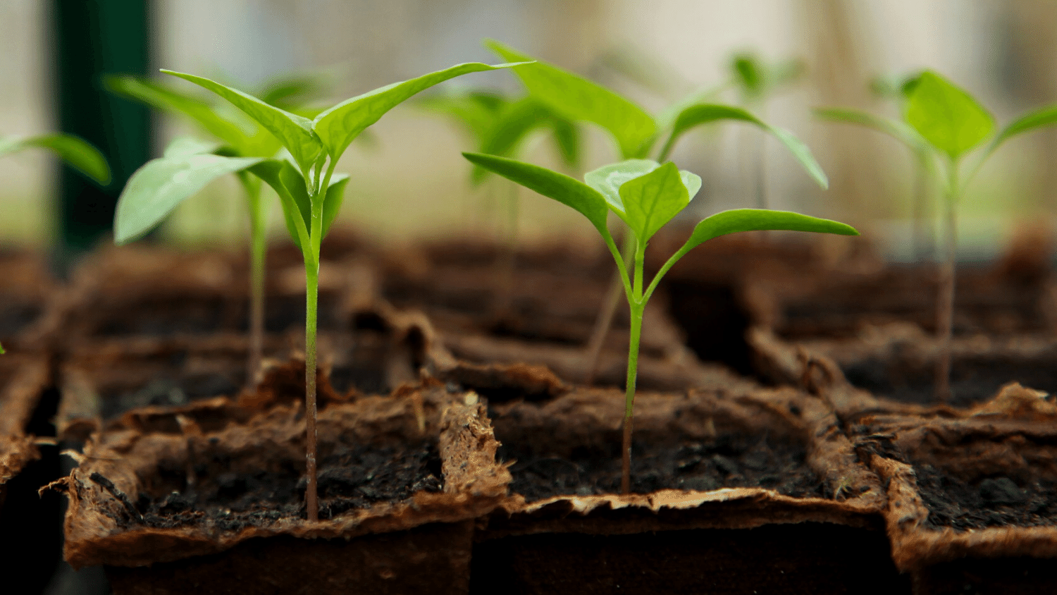 CO₂ supply for greenhouses